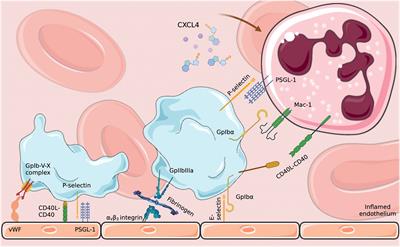 Effect of antiplatelet agents on Escherichia coli sepsis mechanisms: A review